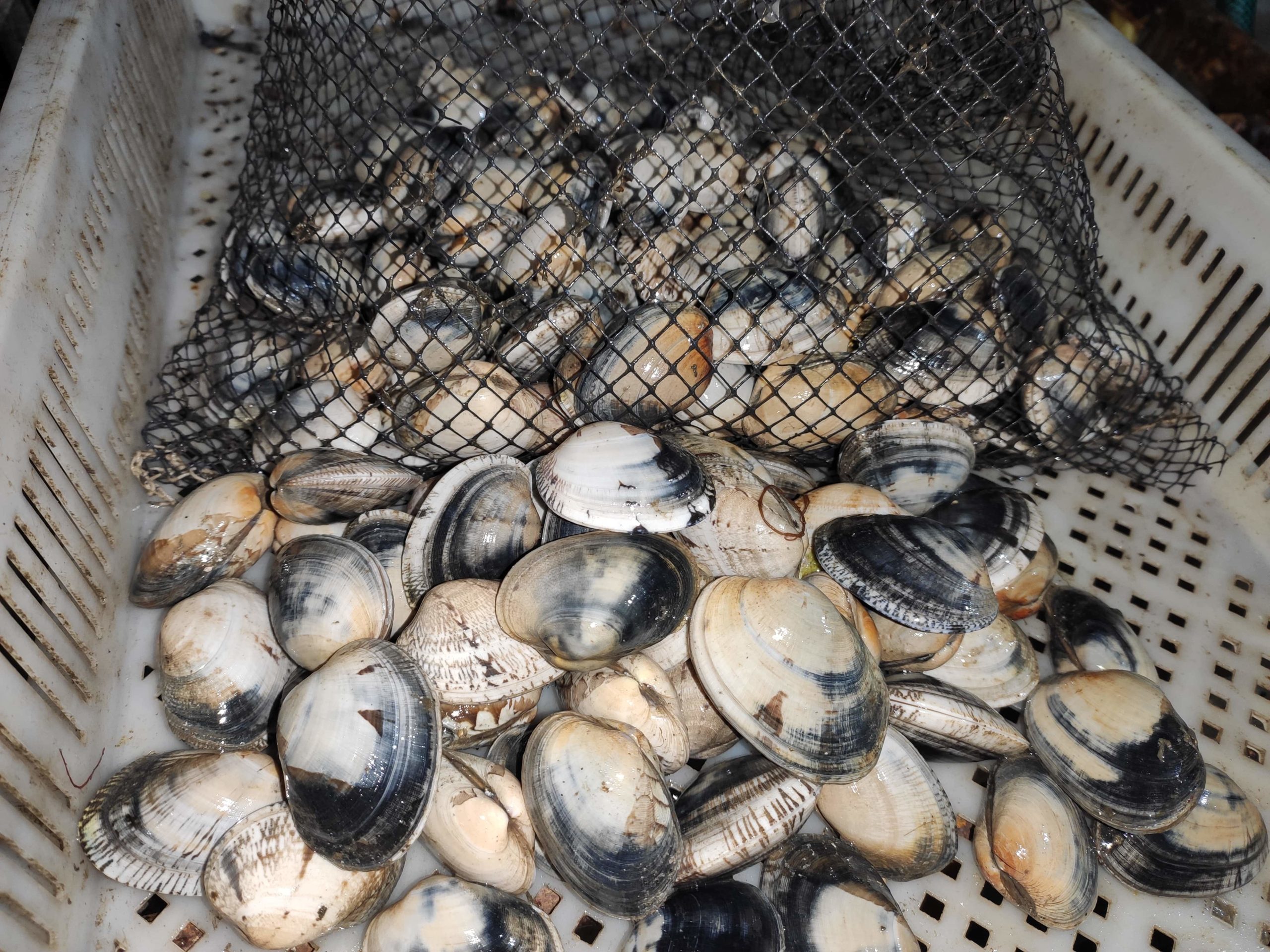 1605282337493-min(1)